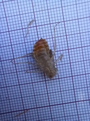 Crocothemis erythraea