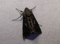 Ctenoplusia limbirena