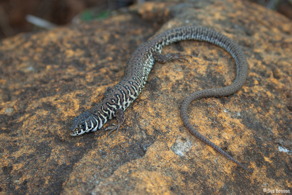 Laland's Lizard (Nucras lalandii)
