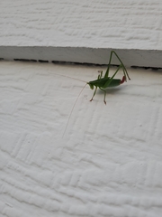 Leptophyes punctatissima