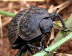 Anomalipus coriaceus