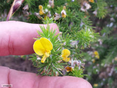 Aspalathus hirta hirta