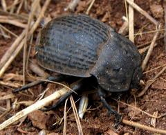 Anomalipus coriaceus