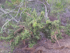 Aspalathus hirta hirta