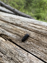 Cypherotylus californicus