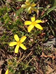 Oxalis texana