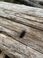 Cypherotylus californicus