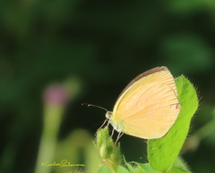Pyrisitia dina