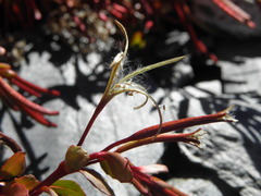 Epilobium tasmanicum