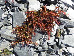 Epilobium tasmanicum