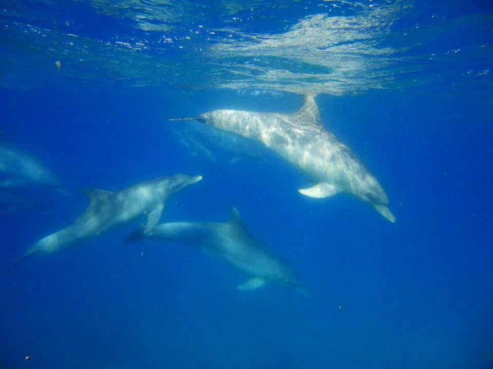 Tursiops aduncus<br>30 September, 2023