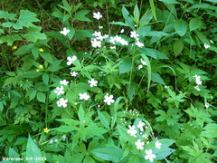 Ranunculus aconitifolius