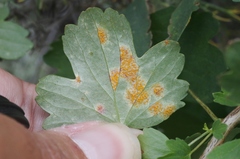 Cronartium ribicola