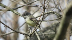 Serpophaga griseicapilla