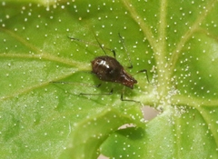Macrosiphum salviae