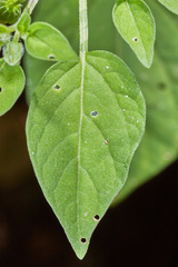 Physalis ampla