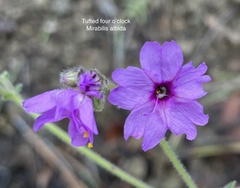 Mirabilis comata