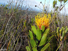 Leucospermum