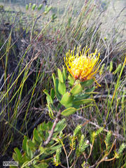 Leucospermum