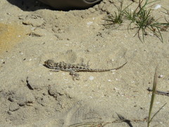 Ctenophorus adelaidensis