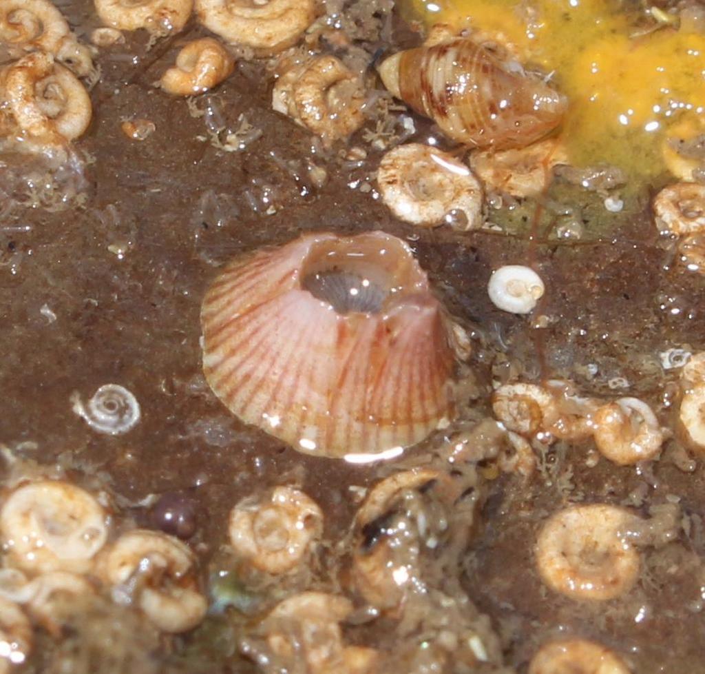 Amphibalanus venustus