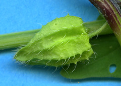 Physalis ampla