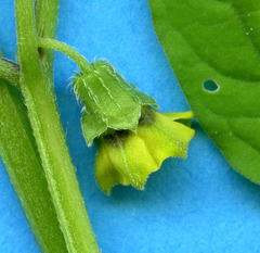 Physalis ampla