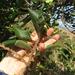 Diospyros villosa villosa - Photo (c) Brian du Preez, algunos derechos reservados (CC BY-SA), subido por Brian du Preez
