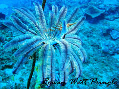 Oxycirrhites typus