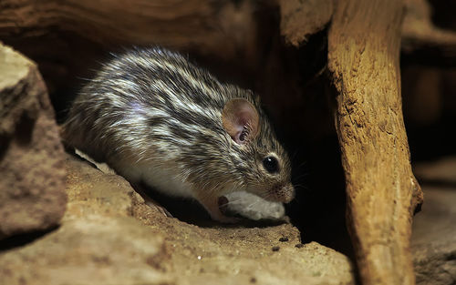 Barbary Striped Grass Mouse (Lemniscomys barbarus) — Least Concern Mammalia