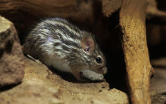 Barbary Lemniscomys photo 1