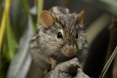 Barbary Lemniscomys photo 4