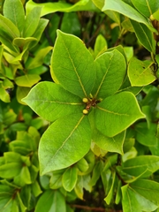 Laurus azorica