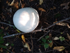Calvatia gigantea