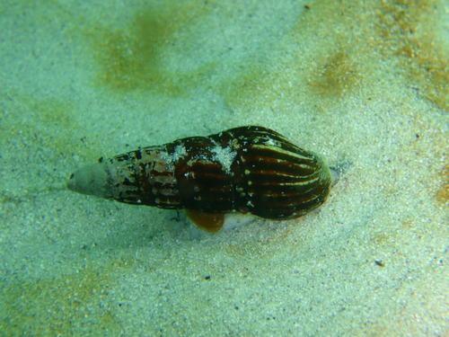 Clionella sinuata
