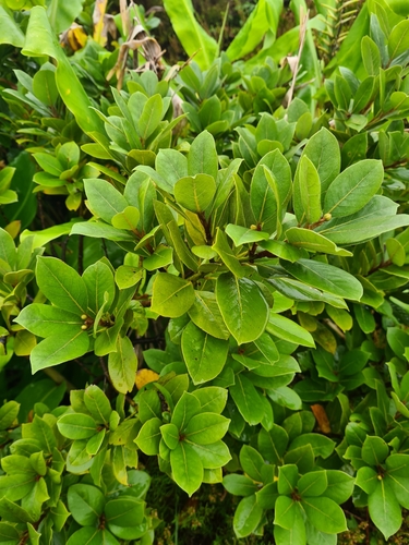 Image of Laurus azorica by (c) Jacek Pietruszewski, some rights reserved (CC BY)