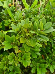 Laurus azorica