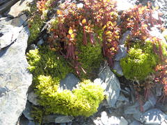 Epilobium tasmanicum