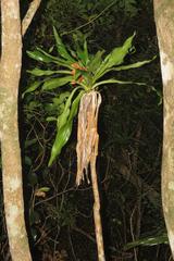 Dracaena aletriformis
