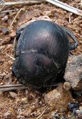 Chalconotus convexus