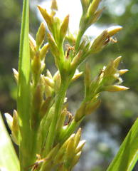 Scleria angusta