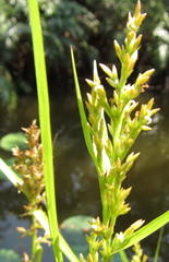 Scleria angusta