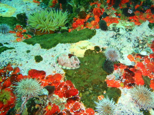 Haliotis parva