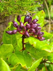 Viburnum treleasei