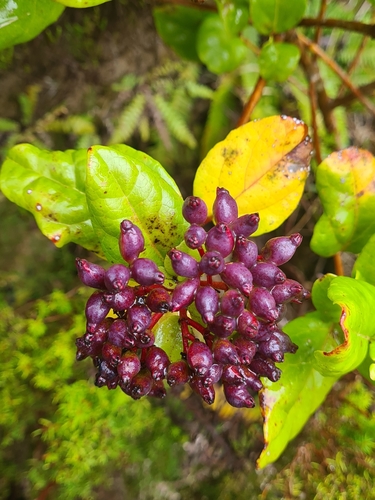 Image of Viburnum treleasei by (c) Jacek Pietruszewski, some rights reserved (CC BY)