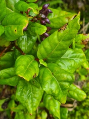 Viburnum treleasei