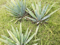Agave macroacantha