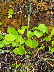 Hedera azorica