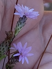 Lessingia arachnoidea