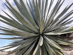 Agave macroacantha